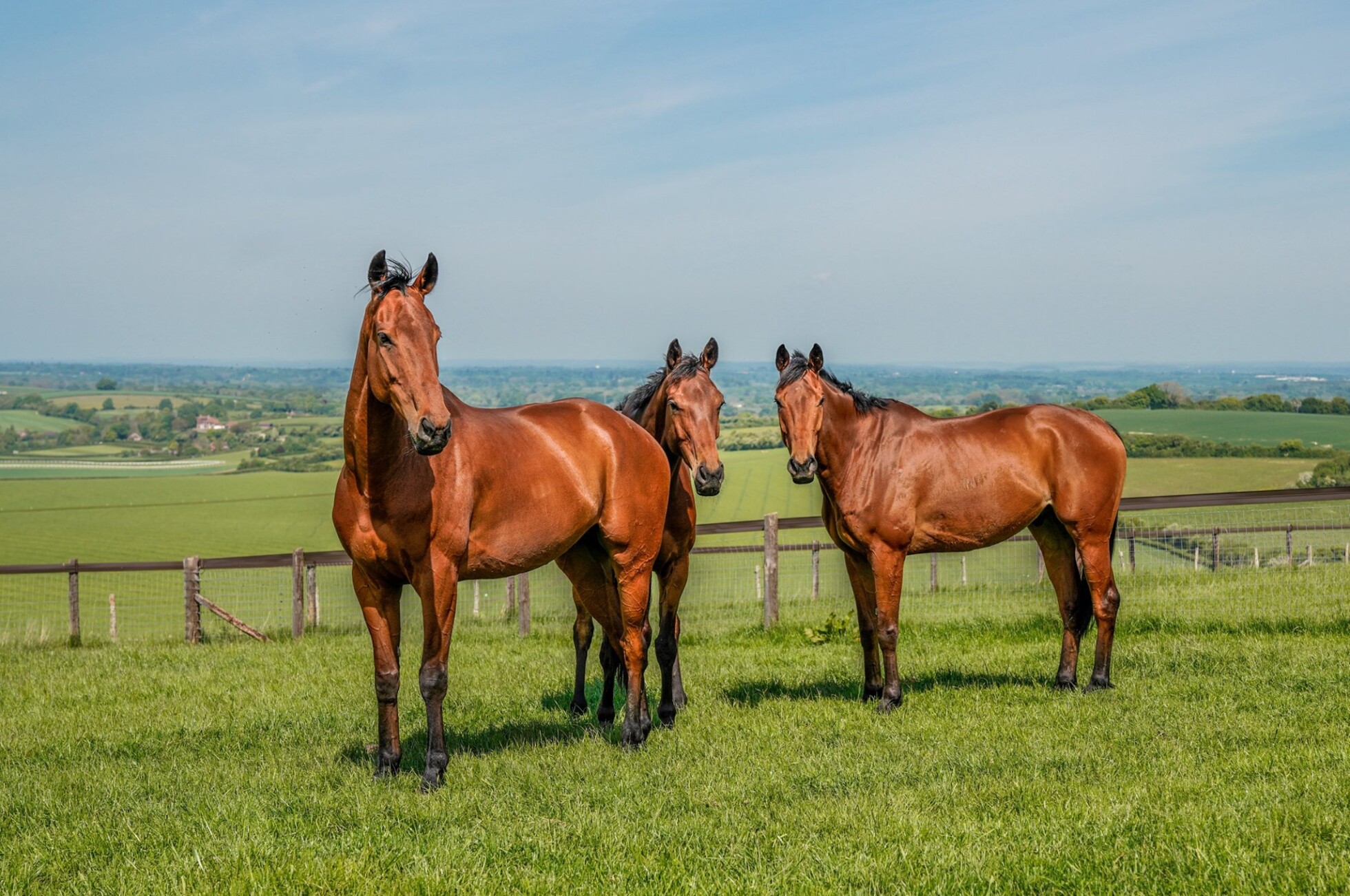 Richard Bandey National Racehorse Week richard-bandey-national-racehorse-week