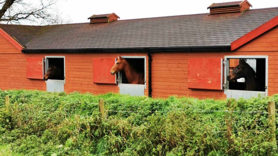 Jane Williams - National Racehorse Week