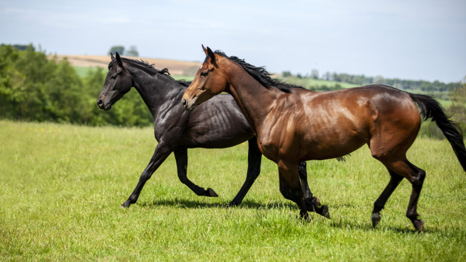 Yorkshire Racehorse Retraining & Rehoming - National Racehorse Week